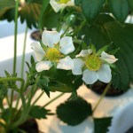 fleurs fécondées potager Belleville mars2015